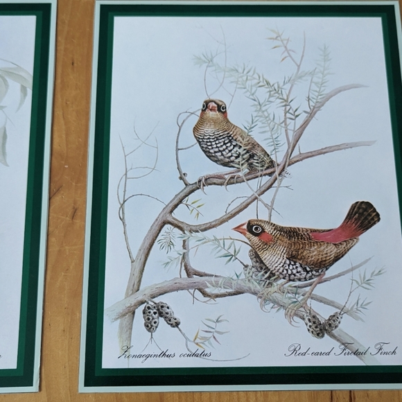 Lot of 6 Naturalist Zoology Vintage Illustrations Australian Wildlife - Picture 6 of 8